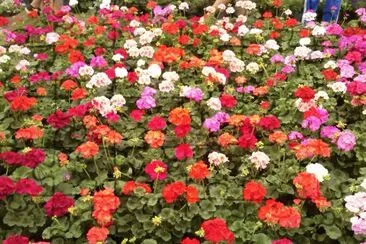 flores jigsaw puzzle