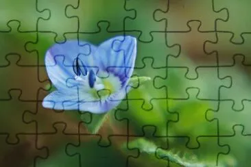veronique jigsaw puzzle