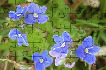veronique jigsaw puzzle