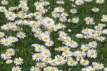 fleurs des champs