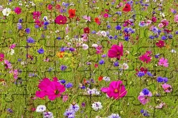fleurs des champs