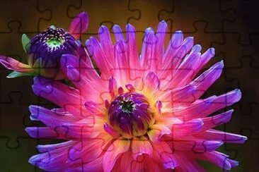 Dahlia