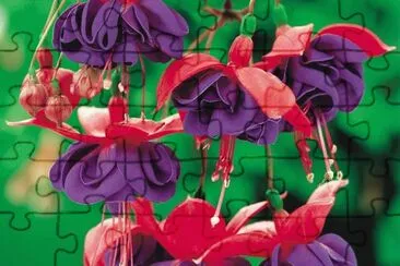 Double Fuschia