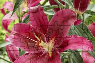 fleurs: lys