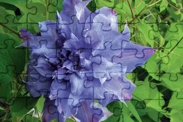 fleurs: clÃ©matite