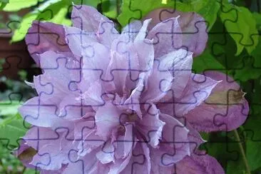 fleurs: clÃ©matite