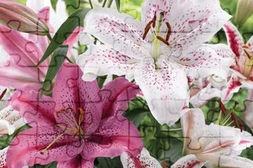 fleurs: lys