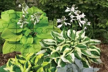 fleurs: hostias jigsaw puzzle