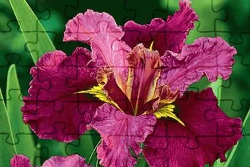 fleurs: iris