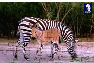 Zonkey