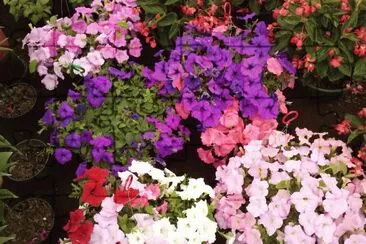 פאזל של flores