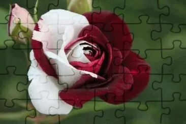 - flores de inexplicaveis beleza,(02)