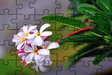 plumeria