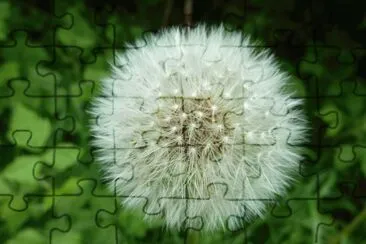 Dandelion