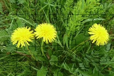 Dandelion