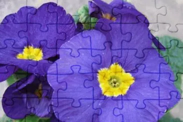 flor azul