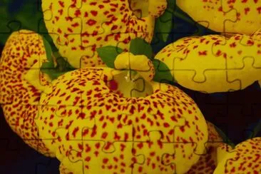 פאזל של calcÃ©olaire