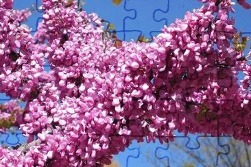 parque jigsaw puzzle