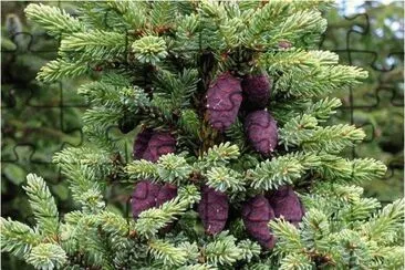פאזל של Pine Cones