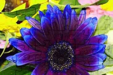פאזל של Purple blue Gerbera