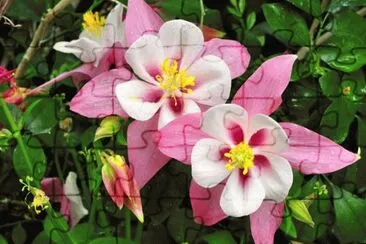 Beautiful Flowers