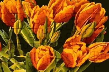 Tulip Serenade