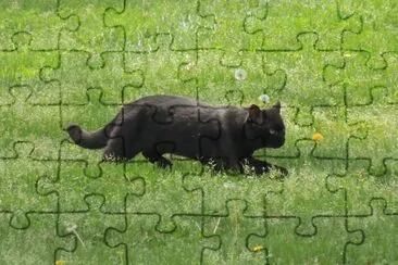 Black Cat