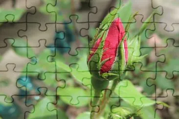 Rosebud