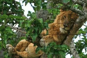 Lindo Gatito