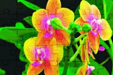 Orchids