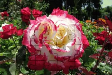 Double Delight Rose