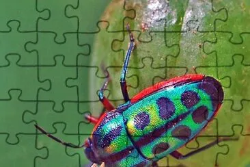 Rainbow Shield Bug jigsaw puzzle