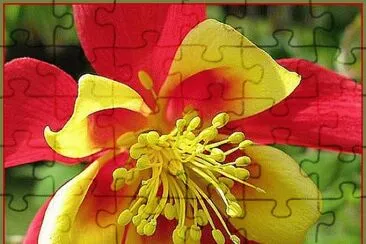 Red end Yellow Bonnet