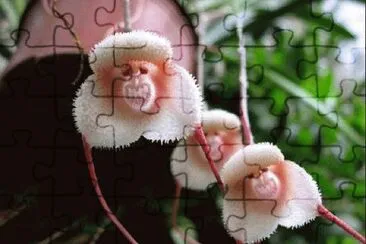 - flores de inexplicaveis beleza,(28) jigsaw puzzle