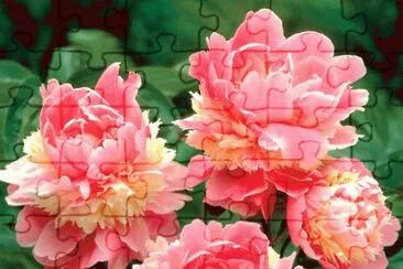 Sorbet Peony