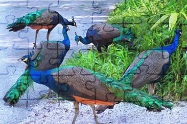 Peacocks jigsaw puzzle