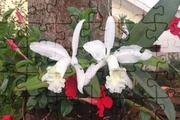 פאזל של - orquidea baunilha,(vanilla fragrans)