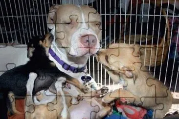 - cachorro jigsaw puzzle