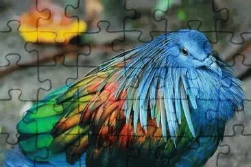 Nicobar Pigeon jigsaw puzzle