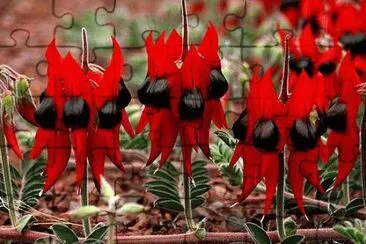 Desert Pea Australia jigsaw puzzle