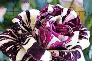Black Dragon Rose