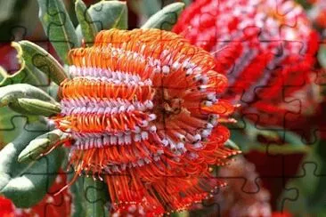Unknown Flower