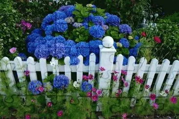 Blue Hydrangea jigsaw puzzle