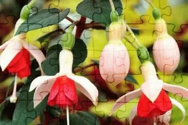 Fuschia jigsaw puzzle