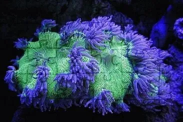 Coral from Great Barrier Reef