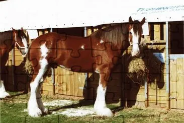 Clydesdale Horse jigsaw puzzle