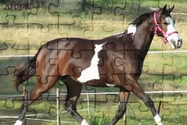 Horse jigsaw puzzle