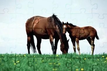 Horses