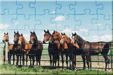 Horses at the Fence