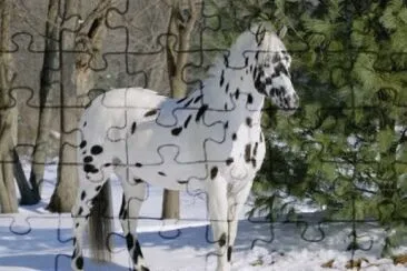 Appaloosa Horse jigsaw puzzle